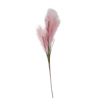 Pampafű Rózsaszín     108Cm